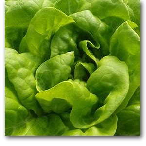 Butterhead-Lettuce - H2O Farm