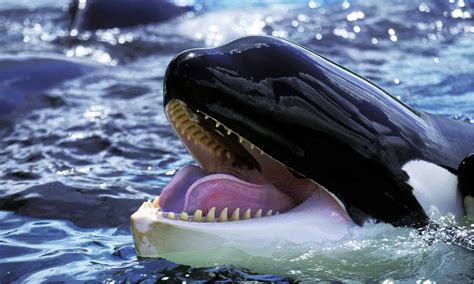 killer whale animal facts orcinus orca   animals