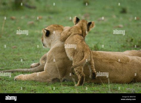 Lion Cub Jumping Onto Mother Lioness Back Rear View Masai Mara National