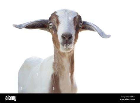 Goat White Background High Resolution Stock Photography And Images Alamy