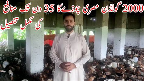 Golden Misri Hen Farming In Pakistan Hen Complete Profit Detail