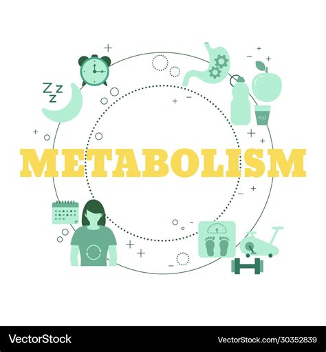 Metabolism Concept Concept Royalty Free Vector Image