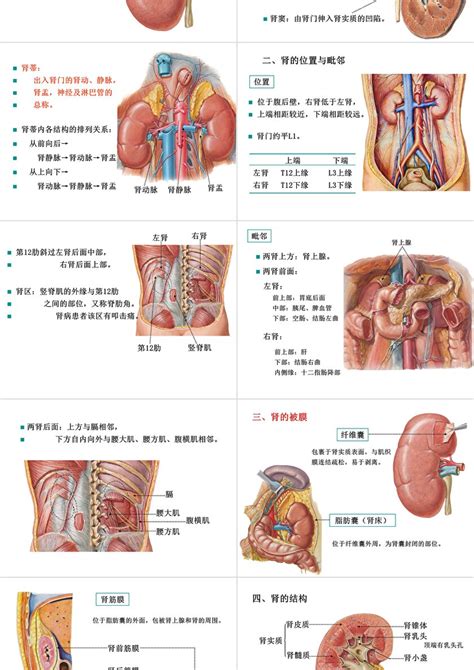 泌尿系统男性生殖系统ppt模板 卡卡办公