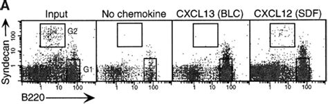 Chemotactic Response Profiles Of B Cells And Plasma Cells To CXCL12