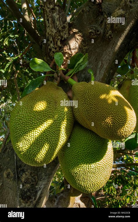 Jamaican Jackfruit