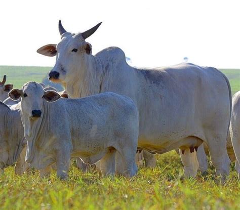 Manejo Nutricional De Bezerros Com Alta Eficiência Produtiva E Econômica