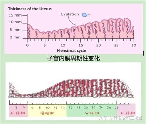 解析子宫内膜厚度的相关知识 知乎