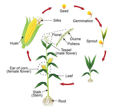 What Is The Life Cycle Of Corn