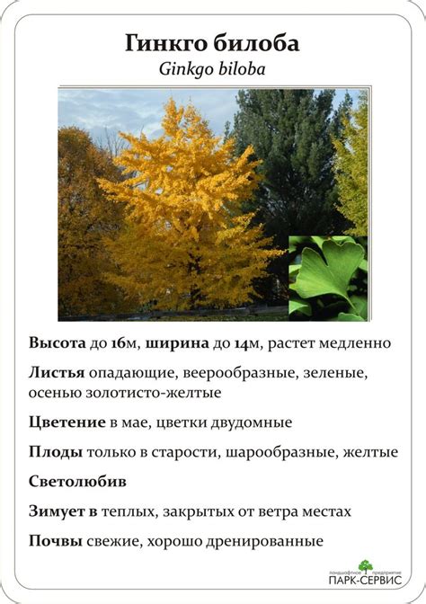 Хвойные in 2024 | Garden plants, Flower garden, Plant catalogs