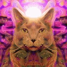 Trippy Cat Animated Gif