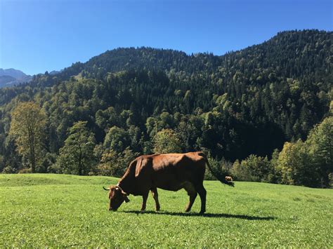 Free Images Nature Grass Wilderness Field Farm Meadow Hill