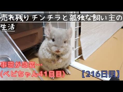 216日目2才のチンチラをお迎えしても懐いてくれるのか事態が急変 ベビちゃん41日目 YouTube