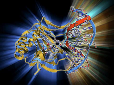 Dna Repair Enzyme By Laguna Design