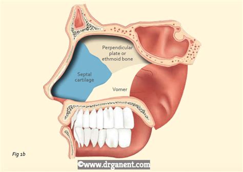 Septal Cartilage