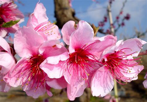 Nectarine Flower Tere Fruit