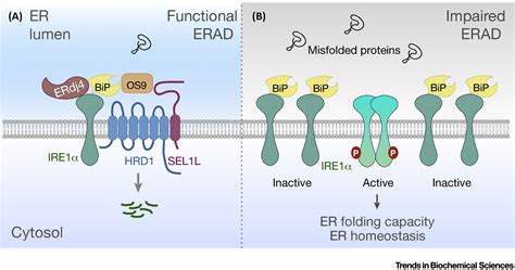 Quality Control In The Endoplasmic Reticulum Crosstalk Between Erad