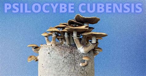 Psilocybe Cubensis: A Modern Understanding • Thick Spores