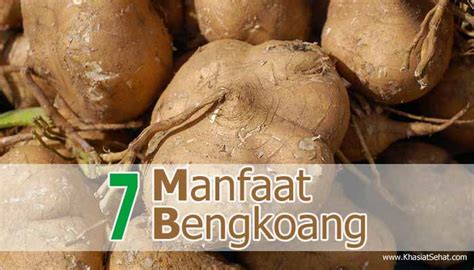 7 Manfaat Bengkoang Untuk Kesehatan Khasiat Sehat