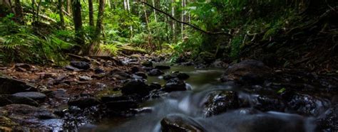 How To Get To The Daintree Daintree Rainforest Creek Visit Daintree