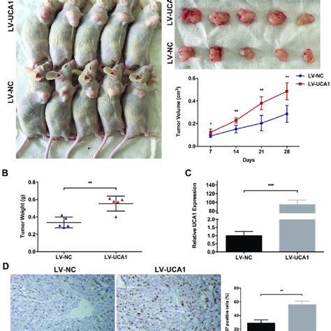 Effect Of Uca Overexpression On Tumor Growth In Vivo A The Nude