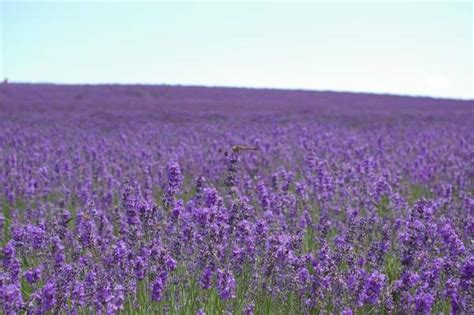 Lavender Season in Hokkaido 2019 | Visit Furano and Biei | Kyuhoshi