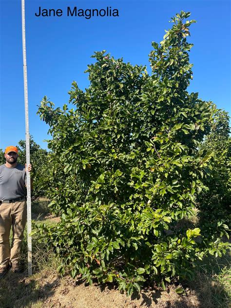 Magnolia X Soulangiana Jane Saucer Jane Magnolia Moons Tree Farm