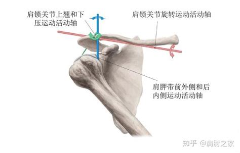 带您了解肩部脱位之肩锁脱位 知乎