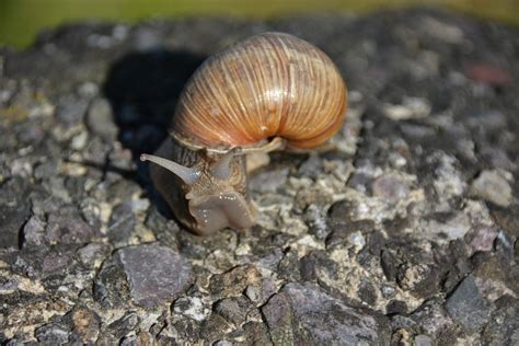 Snail Shell Mollusk Free Photo On Pixabay Pixabay