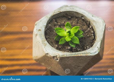 Succulent Plant In Concrete Pot Stock Photo Image Of Blurred Hand