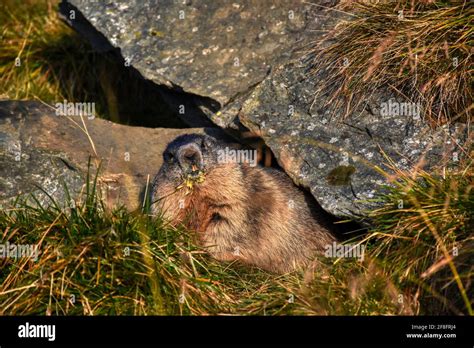 Murmeltier Murmeltiere Putzig Munggen Mankei Erdh Rnchen Marmota