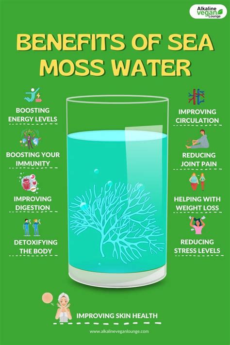 Benefits Of Sea Moss Water Sea Moss Herbs For Health Improve Energy