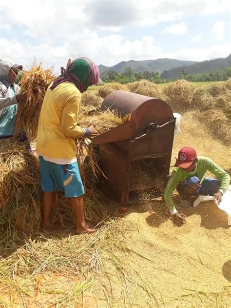 Bps Memastikan Produksi Beras Nasional Dipastikan Masih Surplus