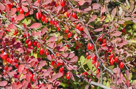 Poze Copac Natură Ramură Inflori Floare Arc Legume şi Fructe