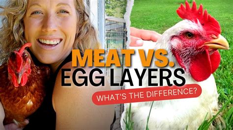 Whats The Difference Meat Vs Egg Laying Chickens Youtube