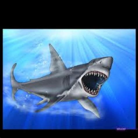 lion shark atlionshark twitter