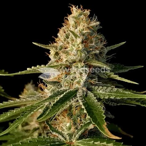 Purple Kush Cannabis Seeds Wse Usa