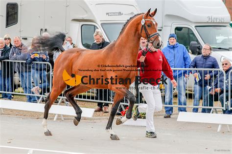 48 Holsteiner Körung 01 11 03 11 2018 Christian Beeck