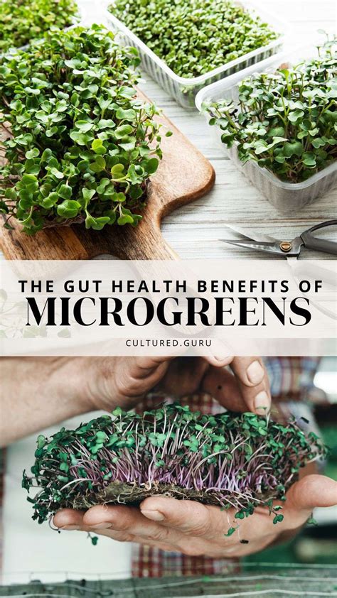 How To Grow Microgreens At Home Artofit