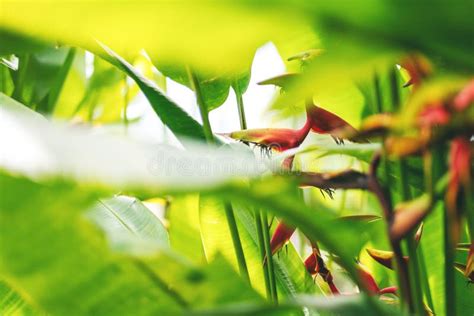 The Heliconia Plants in Tropical Rainforest Stock Photo - Image of ...