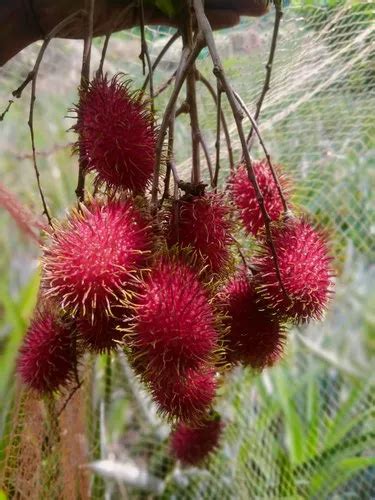 Rambutan Fruit Packaging Type Carton At Kilogram In Kodaikanal