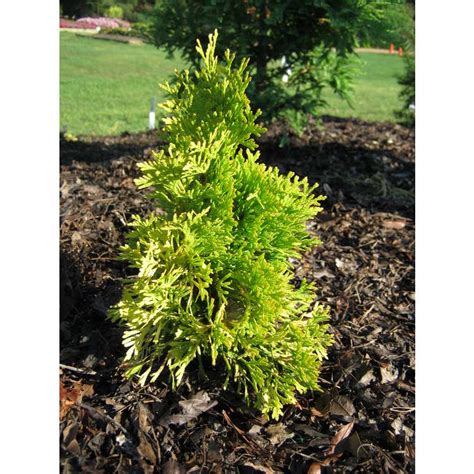 Thuja Occidentalis Jantar Jc Raulston Arboretum Plants