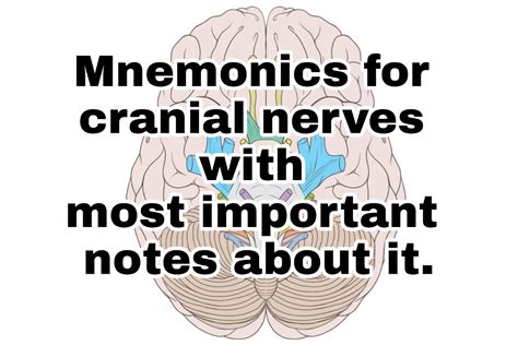 Cranial Nerves Acronym Cranial Nerves Mnemonics To Help You Pass