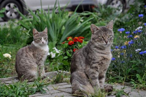 Two Cats Are Sitting On A Tile Among Flowers And Grass Stock Photo