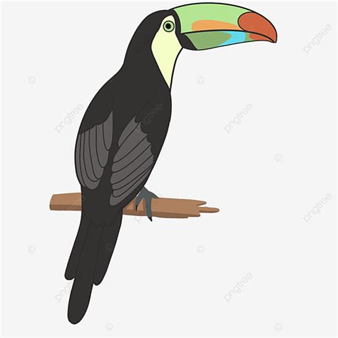 Toucan White Transparent Cute Toucan Clip Art Toucan Clipart Birds