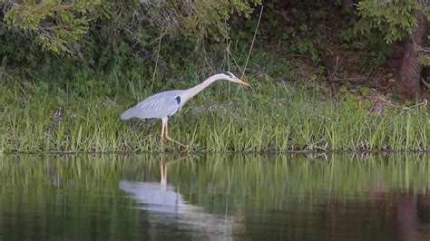 Цапля охотится Серая Цапля Birdwatching Youtube