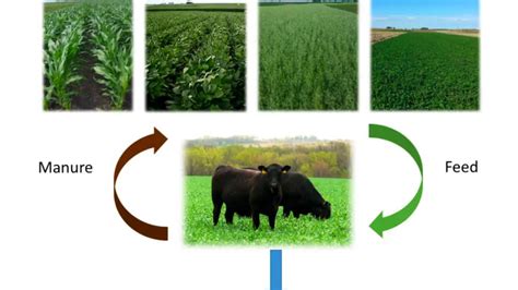 Economics Of Integrated Crop Livestock Systems Youtube