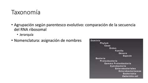 Bacteriolog A Generalidades Pregrado Pptx Descarga Gratuita