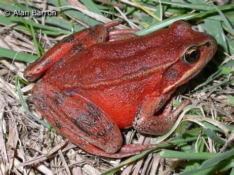 Northern Red Legged Frog Rana Aurora