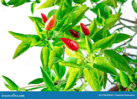 Organic Red Peppers On A Plant With Green Leaves On A White Background