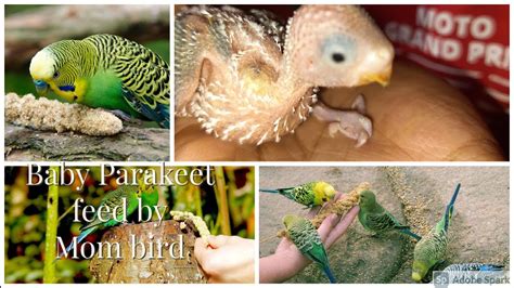 How Do Parakeets Feed Their Baby Parakeet What Baby Prakeets Eat